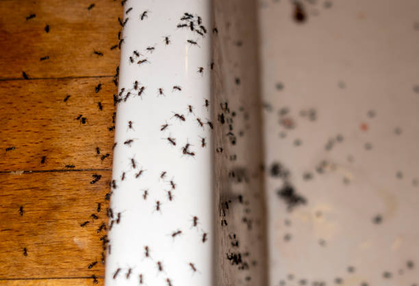 Best Best Pest Control Companies  in South Charleston, WV